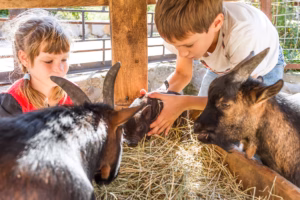 Streichelzoo Wildpark Bad Mergentheim Gasthaus Hotel Drei Lilien Werbach