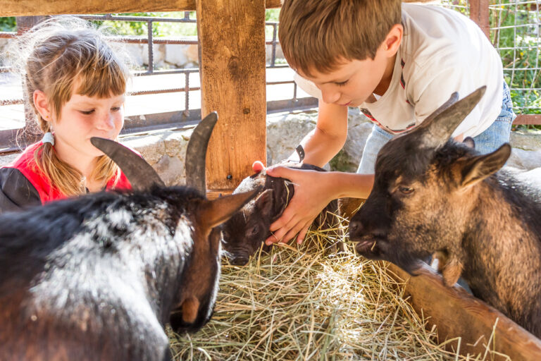 Streichelzoo Wildpark Bad Mergentheim Gasthaus Hotel Drei Lilien Werbach