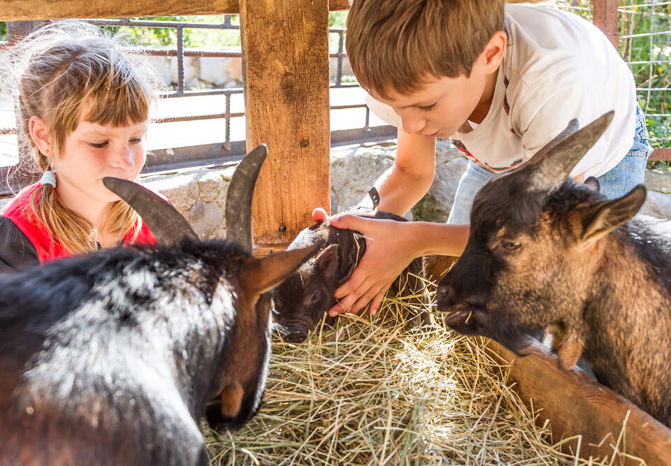 Streichelzoo Wildpark Bad Mergentheim Gasthaus Hotel Drei Lilien Werbach