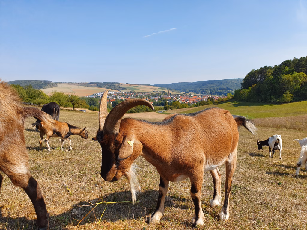 top Tiere Familien Kinder Region Taubertal Hotel 3 Lilien