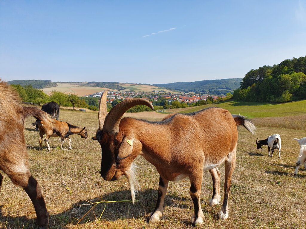 top Tiere Familien Kinder Region Taubertal Hotel 3 Lilien