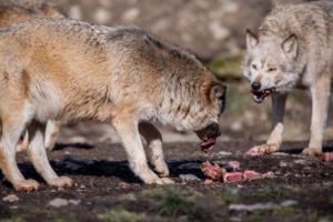 Wolf Wildpark Bad Mergentheim